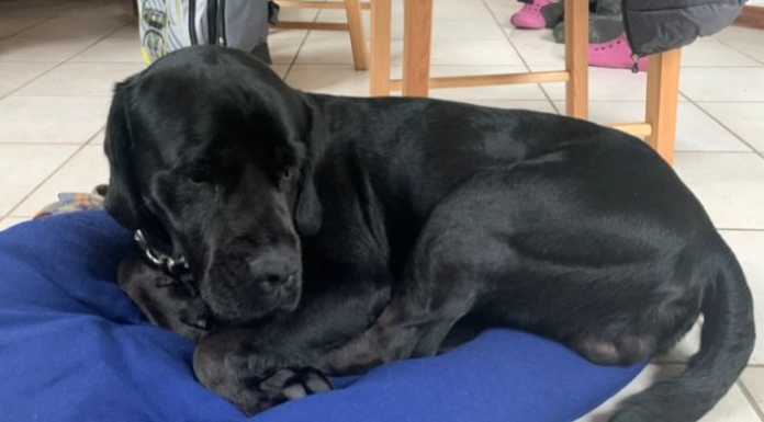 (S)Punti di Vista. Cani, cacche e proprietari incivili Rubrica (S)Punti di vista. Cani