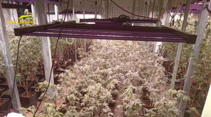 Cologno. Maxi coltivazione di marijuana scoperta dai finanzieri