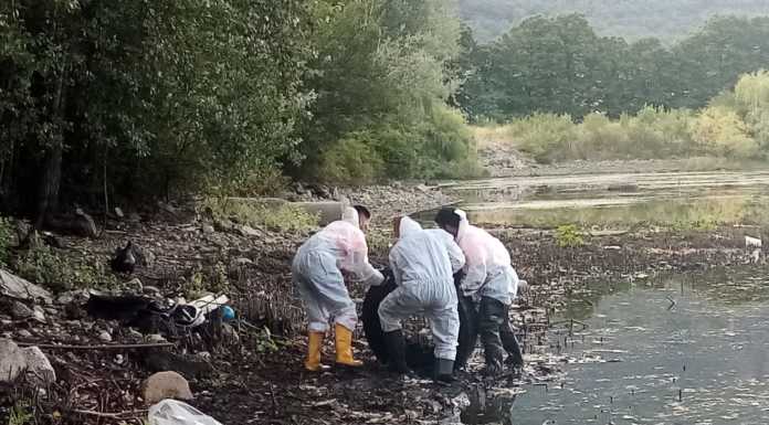 Lago basso, iniziati gli interventi straordinari di pulizia delle rive lago basso a lecco pulizia delle sponde