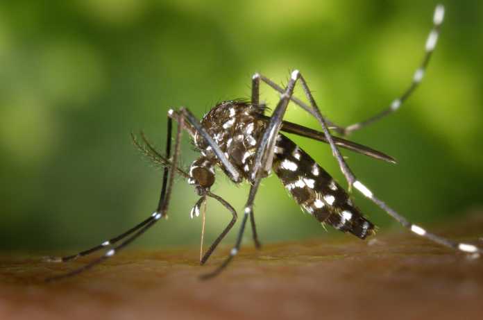 zanzara west nile virus