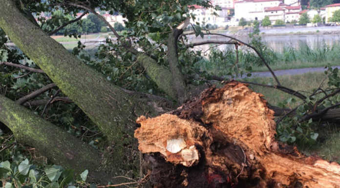 Calolzio, maltempo: grosso ramo di una pianta secolare finisce sulla ciclabile Calolzio albero divelto maltempo