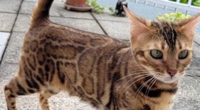 Oggiono. Si cerca la gattina Trilly, smarrita alcuni giorni fa in via Milano La gattina Trilly scomparsa a Oggiono