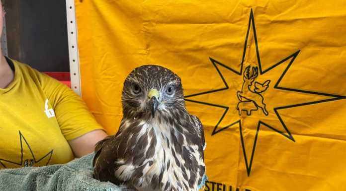 Poiana ferita ad un’ala, recuperata a Pasturo e ‘ricoverata’ al Cras
