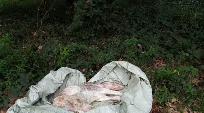 Un vitello morto abbandonato nei boschi di Nibionno vitello morto nibionno