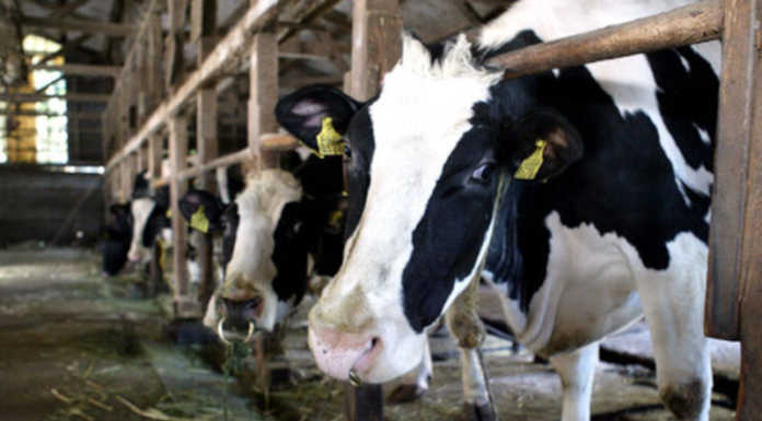 Caro prezzi. Allevamenti Lariani in affanno: +57% i costi di produzione Allevamento bovino