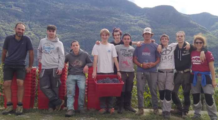 Una giornata tra le vigne della Valtellina per i ragazzi del Cfp Consolida di Lecco Cfp_Consolida_vendemmia_in_valtellina