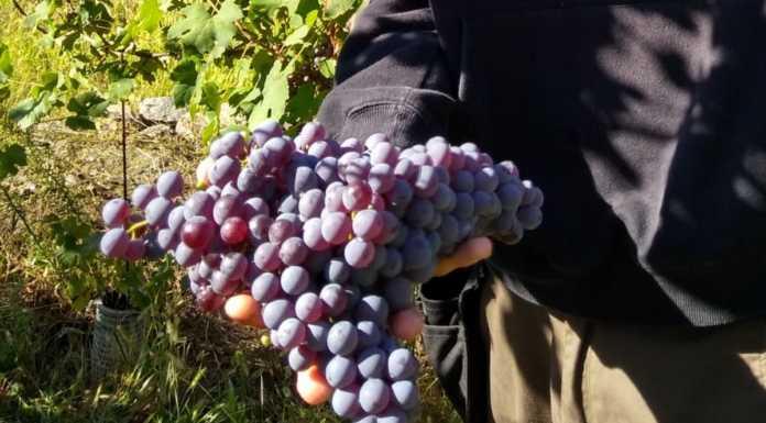 Vendemmia quasi conclusa per Consorzio IGT Terre Lariane: “Quantità superiori allo scorso anno”