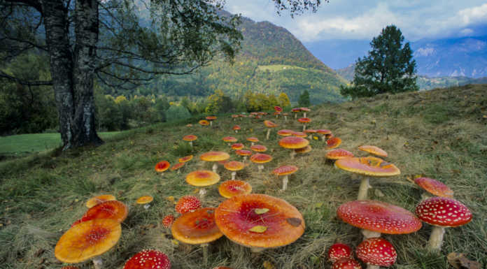Dall’archivio di Lanfranchi: funghi… uno scorcio di colore ai piedi delle Grigne Funghi Amanita muscaria foto Mauro Lanfranchi