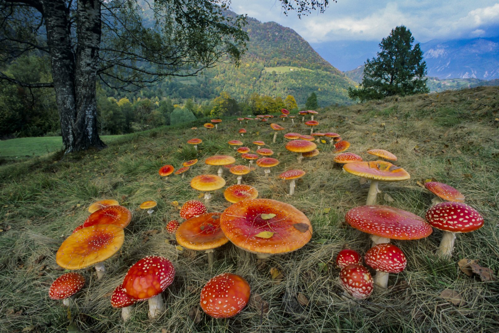 Funghi Amanita muscaria foto Mauro Lanfranchi