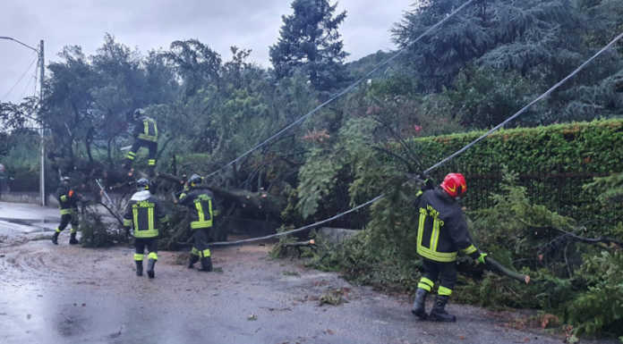 Olgiate, albero cade in strada e trancia i cavi della corrente