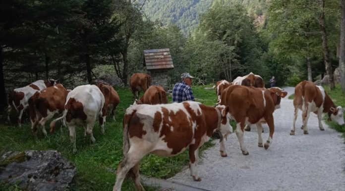 Le mucche di Barconcelli dopo 109 giorni in alpeggio tornano a Premana Transumanza Barconcelli Premana