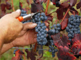 Terre Lariane, vendemmia alle battute finali: “Attesi vini freschi, eleganti e profumati” Vendemmia