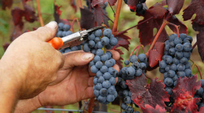 Vendemmia anticipata. Consorzio IGT Terre Lariane: “Raccolta già il 90% dell’uva” Vendemmia