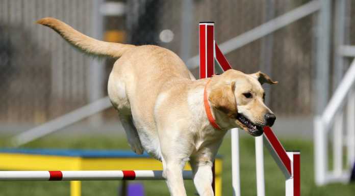 Via Risorgimento, pronto a nascere il primo dog park della città