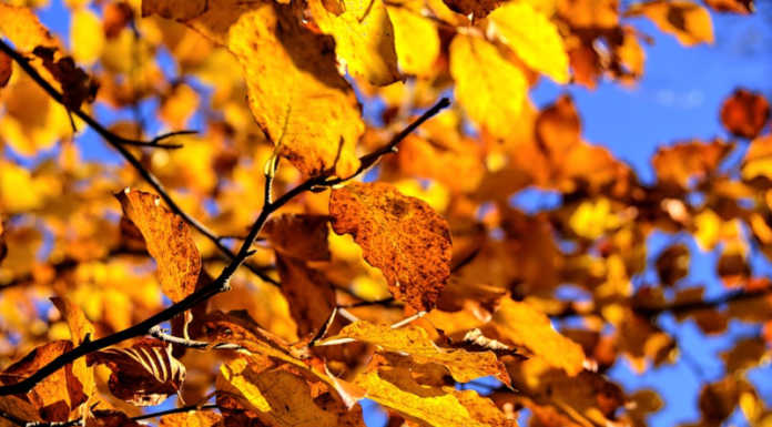 Festa d’Autunno a Calolziocorte, un pomeriggio all’insegna di socialità e solidarietà autunno equinozio