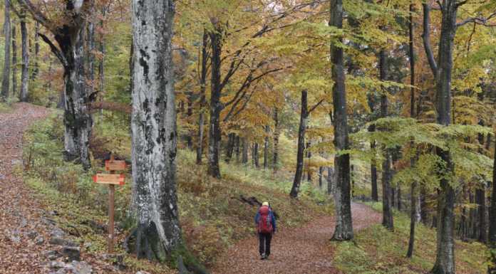 Piani Resinelli. Escursione alla scoperta degli alberi del Parco Valentino Parco Valentino Piani Resinelli