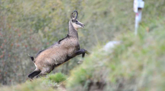 Sui monti lecchesi zecca letale per gli animali selvatici, pericolo anche per gli umani Camoscio Trail Grigne Sud Mandello