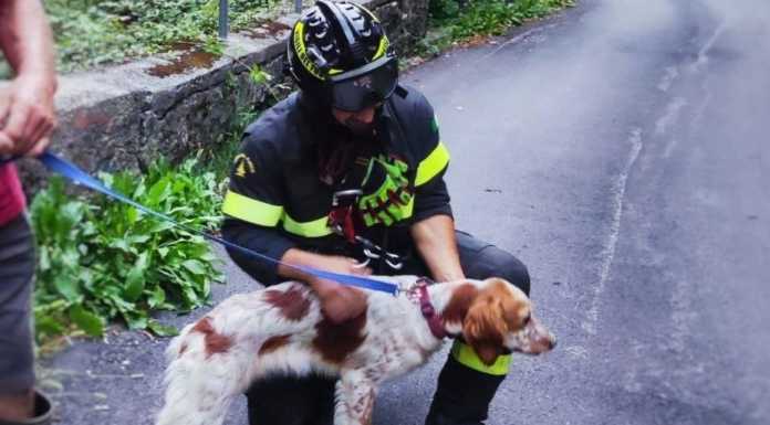 Cane precipita in una scarpata, recuperato dai pompieri