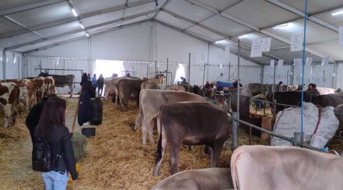 Successo a Pasturo per le Manifestazioni Zootecniche Valsassinesi