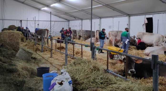 A Pasturo tornano le Manifestazioni Zootecniche Valsassinesi manifestazioni zootecniche valsassinesi 2022