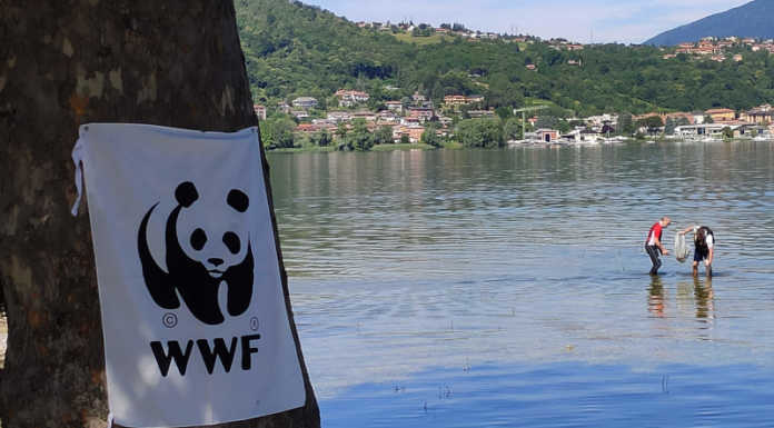 Ripartyamo: al fianco di WWF Lecco per pulire le sponde del lago wwf lecco pulizia spiagge laghi