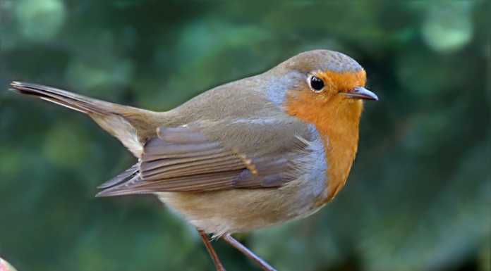 Pettirosso va a sbattere contro un vetro, il volatile salvato dal Cras di Calolzio Lecco-Pettirosso