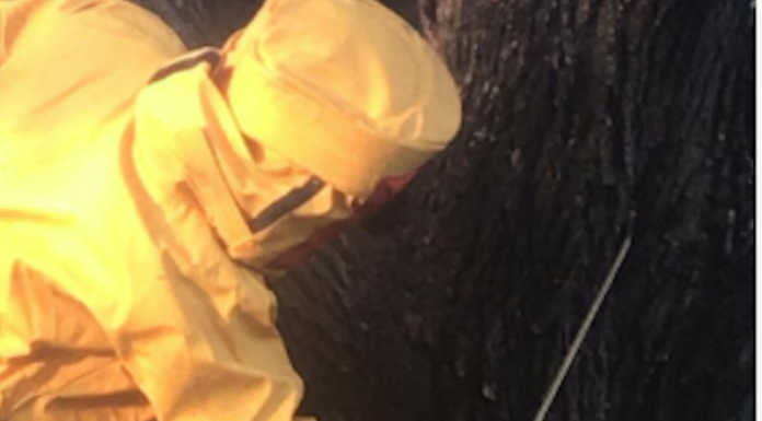 Merate, vigili del Fuoco a Sartirana per rimuovere due grossi nidi di calabroni