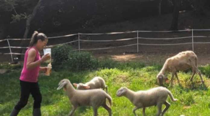 Galbiate. Burollata per aiutare il rifugio per animali di Cà Romoletto Veronica rifugio animali Galbiate