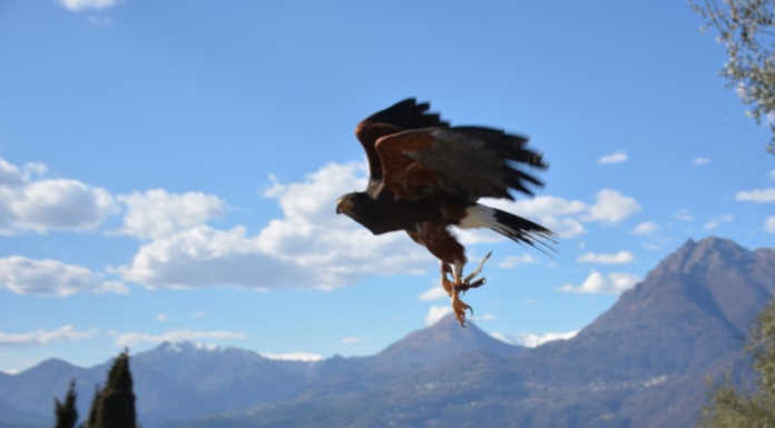 Castello di Vezio. Ritrovato vivo uno dei rapaci, ancora dispersi gli altri tre falconeria castello di vezio