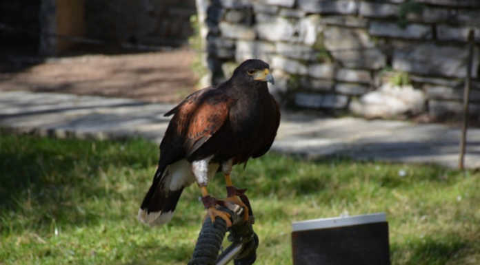 Incursione al Castello di Vezio, liberati i rapaci: “Li hanno condannati a morte certa”