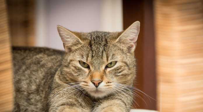 Ordinanza anti-randagi, il Comune precisa: “I gatti sono tutelati”