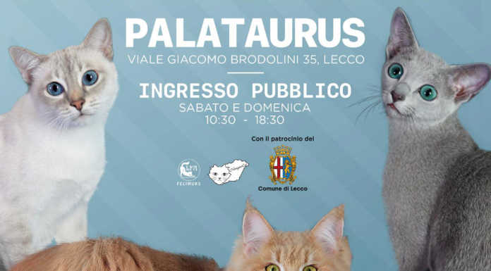 Gatti protagonisti a Lecco con l’Esposizione Mondiale Felina