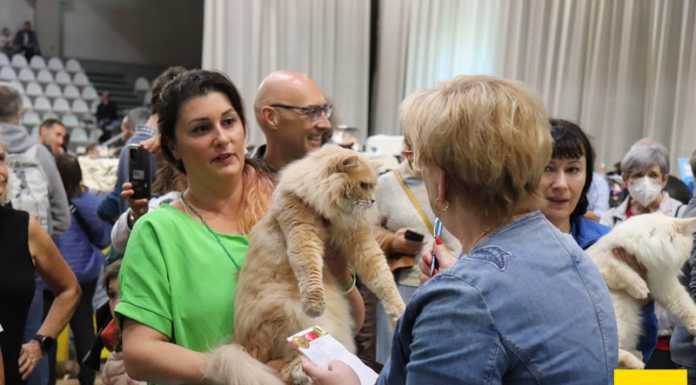 Esposizione mondiale felina, al Palataurus 210 gatti per il titolo di “più bello”
