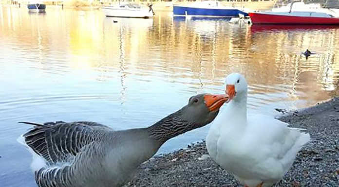 Ordinanza anti-randagi, la Lega: “Gesto nobile dare cibo agli animali”