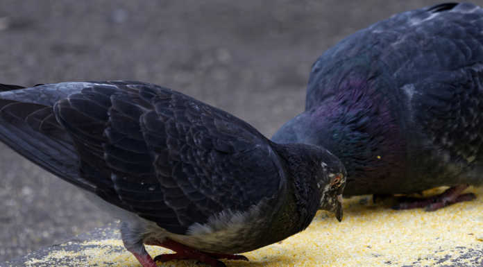 Lecco, vietato dare cibo agli animali randagi. L’ordinanza del Comune