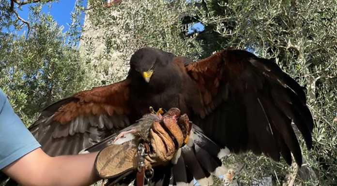 Castello di Vezio. Ritrovata la poiana Linda, era stata liberata da ignoti