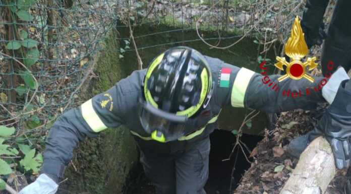 Cane cade nel pozzo di raccolta dell’acqua piovana, salvato dai Vigili del Fuoco