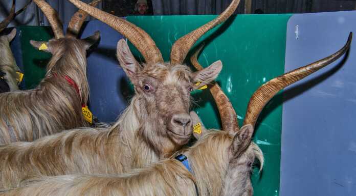 A Casargo torna la Mostra della Capra Orobica