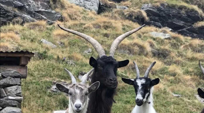 Casargo. Torna la Mostra Regionale della Capra Orobica: oltre 400 i capi in gara Capra Orobica
