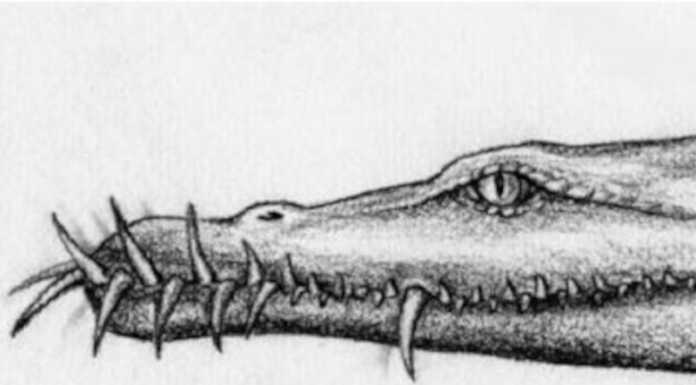 A Mandello una conferenza sul Lariosauro, ‘mostro’ del Lago di Como Lariosauro