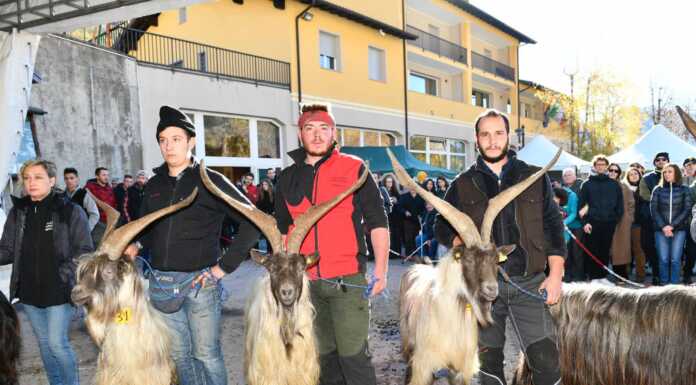 A Casargo la Mostra della Capra Orobica: torna il becco dal pelo lungo e le corna belle