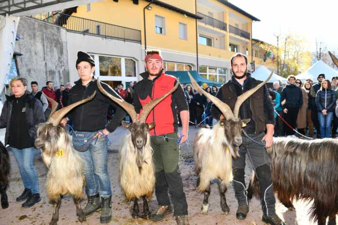 mostra capra orobica casargo 2022 (1)