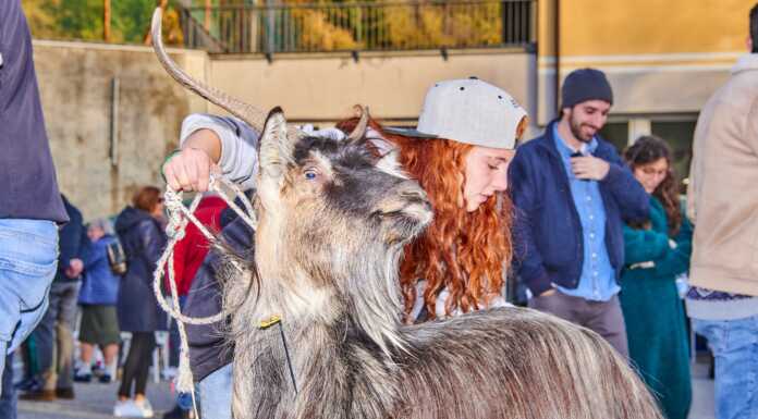 Casargo, tutto pronto per la Mostra Regionale della Capra Orobica in Alta Valsassina