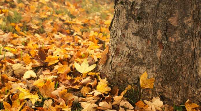 (S)punti di Vista. Il mese di Novembre ai primi del ‘900