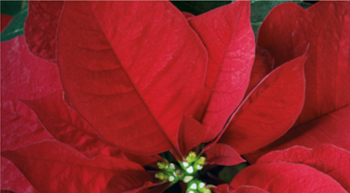 La Stella di Natale AIL torna nelle piazze lecchesi Stella di Natale AIL