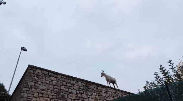 Capretta a spasso per Acquate, recuperata dai pompieri