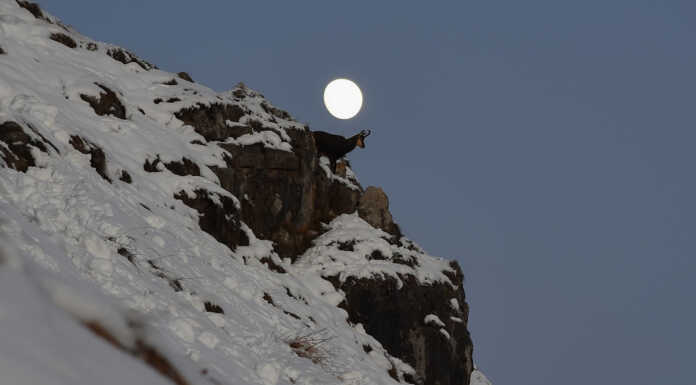 Il magico mondo della Grignetta tra neve, camosci e una luna brillante Grignetta camoscio luca