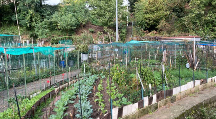 Lecco. Orti comunali, approvato un nuovo regolamento Orti comunali lecco nuovo regolamento