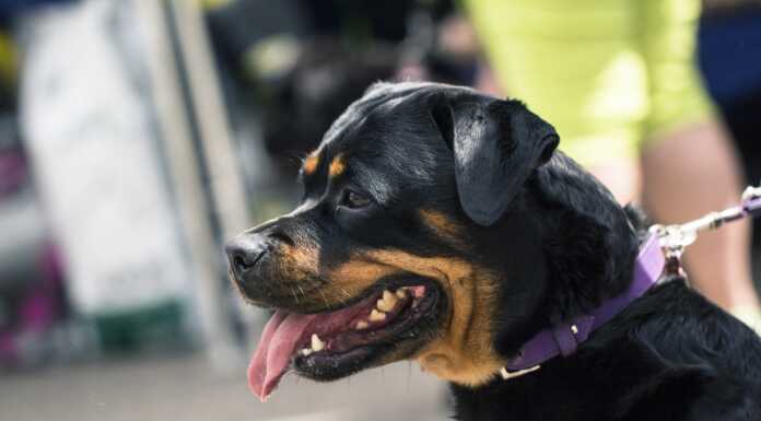 Galbiate. Bimbi morsicati, restituiti al proprietario i tre rottweiler