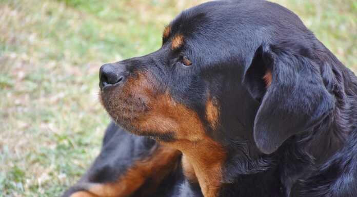 Galbiate, in osservazione per dieci giorni al canile i tre rottweiler